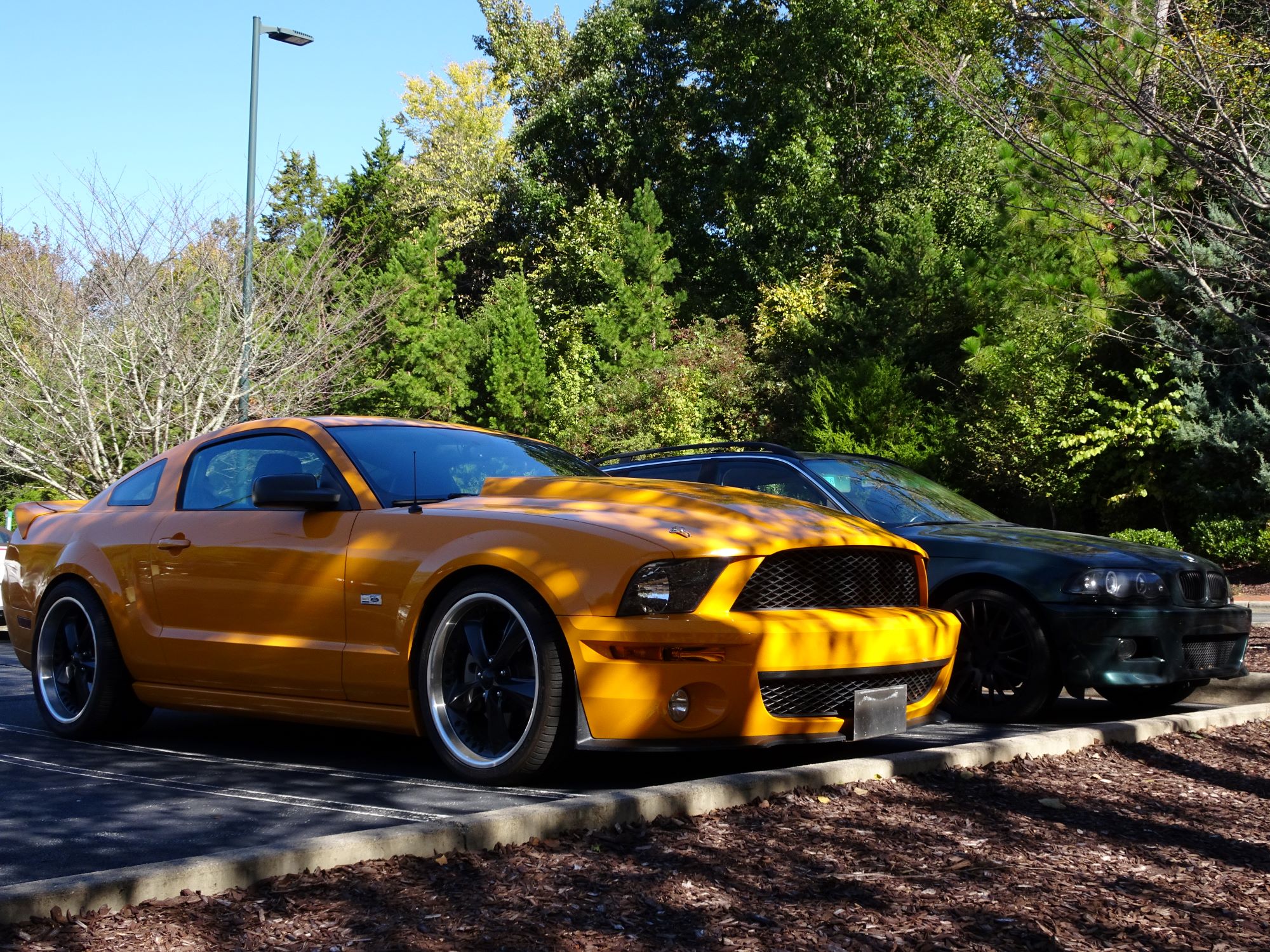 Mustang-image