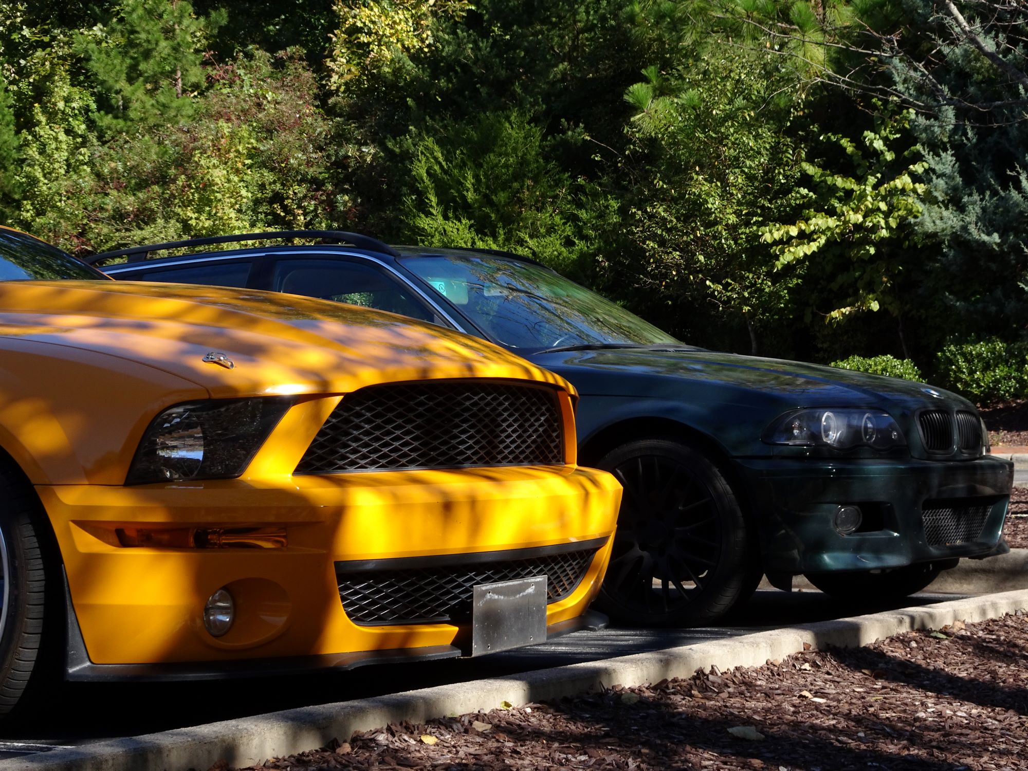 Mustang-image
